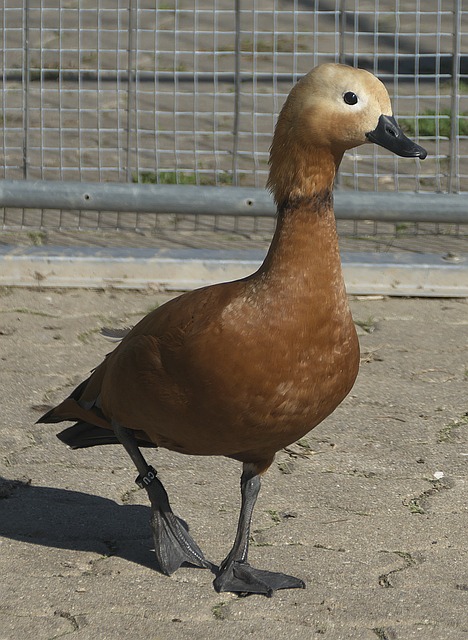 书级别