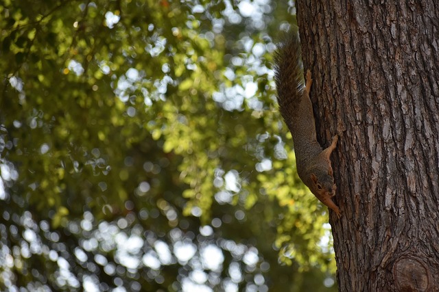 梅杰布里这 梅杰布里这